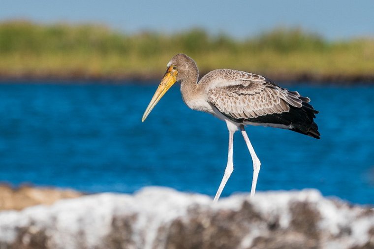 051 Botswana, Chobe NP, jonge afrikaanse nimmerzat.jpg